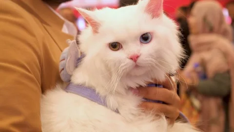 Charming white cat relaxing. closeup of White cat. Cute cat looking around. Stock Footage 343816961
