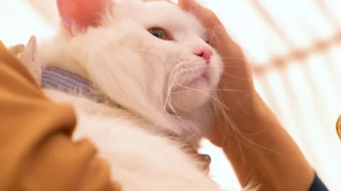 Charming white cat relaxing. closeup of White cat. Cute cat looking around. Stock Footage 343817068