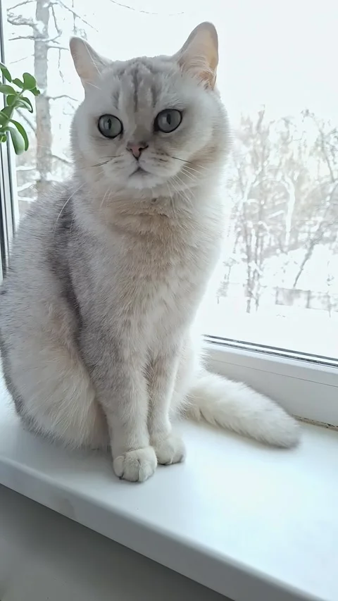 A charming white cat sits on a window overlooking snow-covered trees Stock Footage 263960599