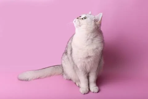 Charming white cat sitting isolated on pink background, looks up Stock Photos