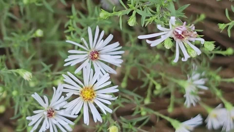 Charming White Daisy Aster: Nature's Simple Beauty Stock Footage 287664622