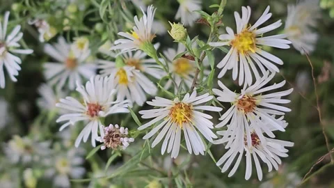 Charming White Daisy Aster: Nature's Simple Beauty Stock Footage 287664628