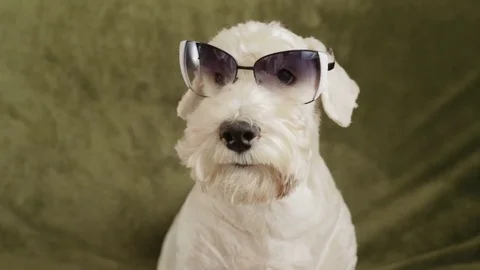 Charming white dog terrier Stock Footage 82400216
