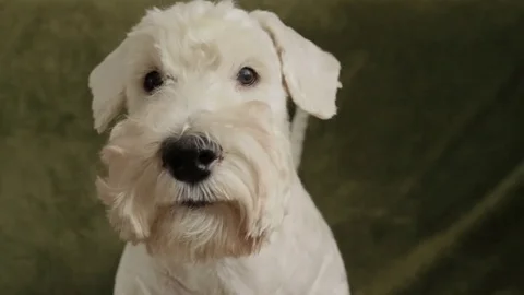 Charming white dog terrier Stock Footage 82400535