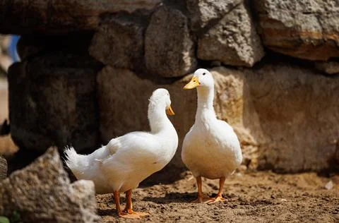 Charming White Ducks Interacting Amidst Rustic Stone Walls on a Sunny Day i.. Stock Photos