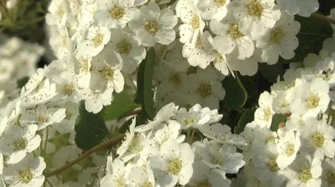 Charming white flowers 库存影片 5698115