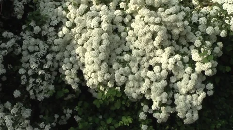 Charming white flowers Stock Footage 5701008