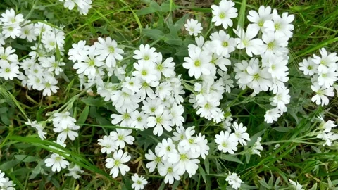 Charming white flowers look like chamomiles. Stock Footage 244678074