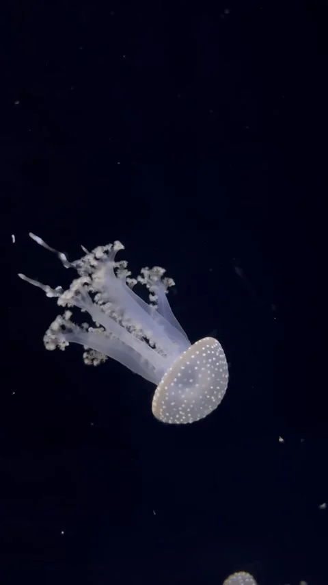 Charming white jellyfish Stock Footage 304611516