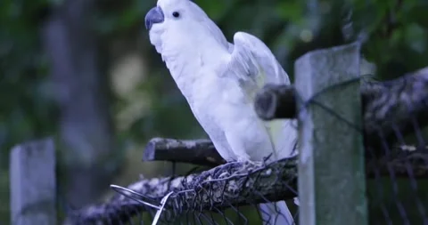 A charming white parrot dancing and moving rhythmically Stock Footage 324644274