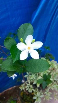 The charming white Stock Photos