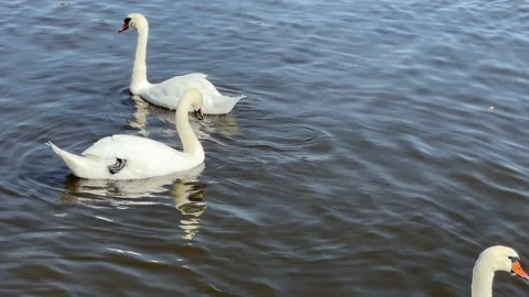 Charming White Swans Floating in the Water. Stock video clip. 4K. Stock Footage 209139732