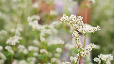 Charming wild blooming flower at the forefront, blurred image of a woman in a Video stock 99599867