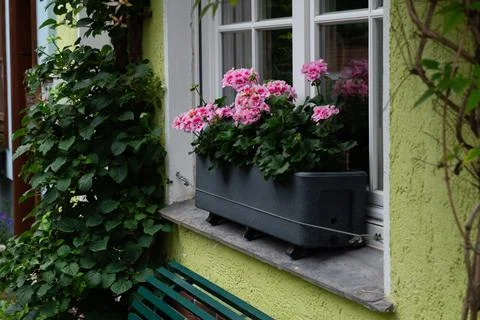 Charming window box flowers. Close up. Stock Photos