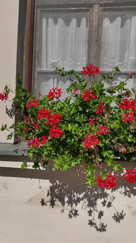 Charming window box overflowing with vibrant red geraniums in bloom Stock Footage 340634756