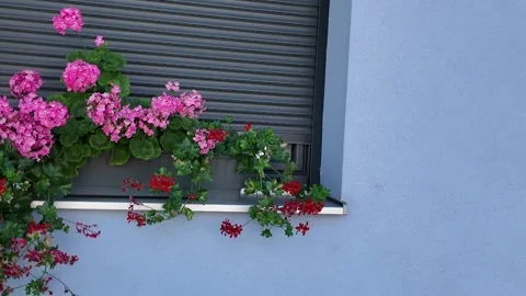 Charming window boxes overflowing with vibrant pink and red geraniums on a blue Stock Footage 339290595