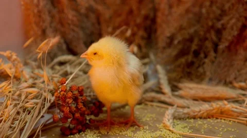 A Charming Yellow Chick Actively Exploring Its Beautiful Natural Environment Video stock 313283819