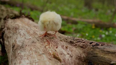 A Charming Yellow Chick is Excitedly Exploring a Log in the Beautiful Nature Stock Footage 306794219