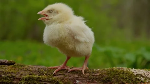 A Charming Yellow Chick Singing Joyfully in the Beautiful Embrace of Natures Stock Footage 306886827