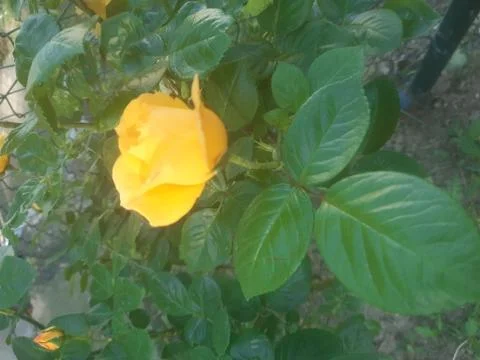Charming Yellow Rose Stock Photos