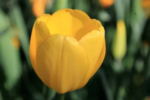 Charming yellow tulip in spring Stock Photos
