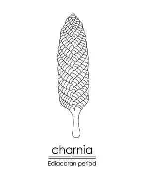Charnia Stock Illustration