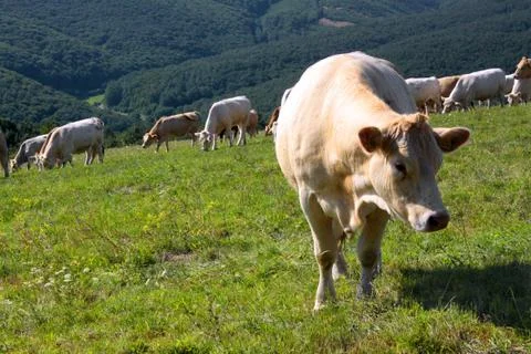 Charolais and Jersey cattle on the alp pasture, Slovakia Stock Photos