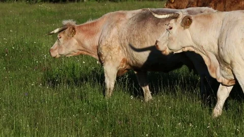 Charolais breed cattle Stock Footage 80064095