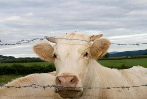 Charolais cattle Stock Photos