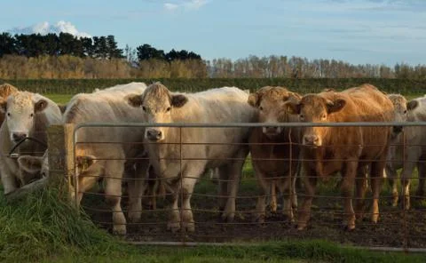 Charolais cattle Stock Photos