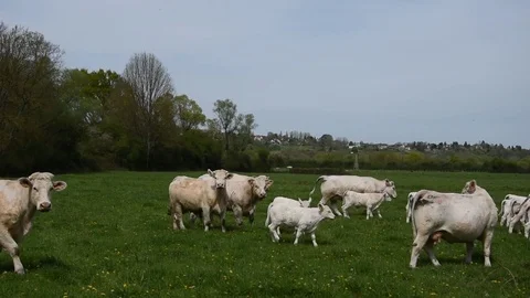 Charolais cows Stock Footage 73380475