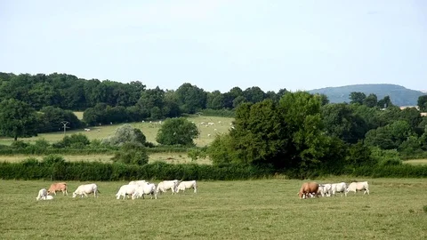 Charolais cows Stock Footage 77005138