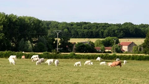 Charolais cows Stock Footage 77005402