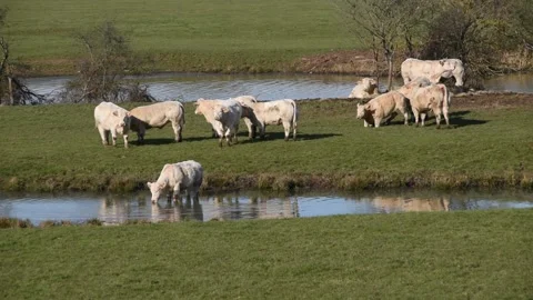 Charolais cows Stock Footage 148639248