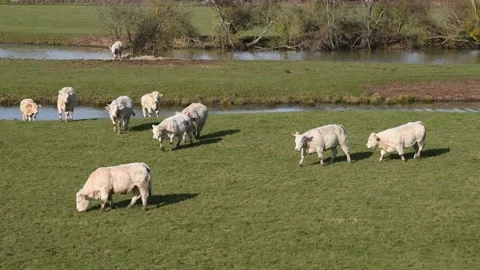 Charolais cows Stock Footage 148780946