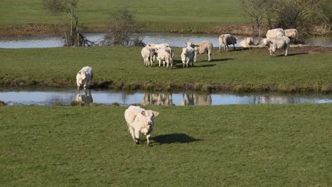 Charolais cows Stock Footage 148781649