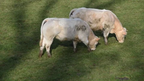 Charolais cows Stock Footage 148781935