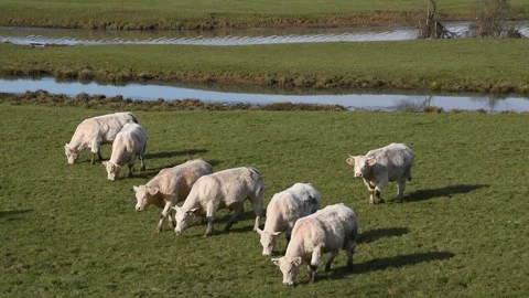 Charolais cows Stock Footage 148960664
