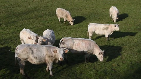 Charolais cows Stock Footage 148960726