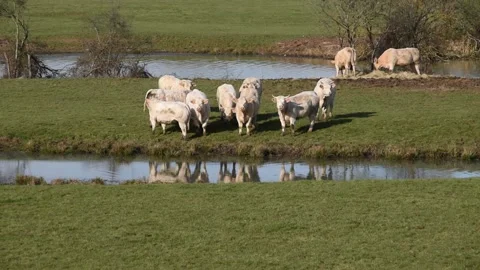 Charolais cows Stock Footage 149274975