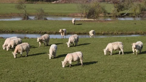 Charolais cows Stock Footage 149275243