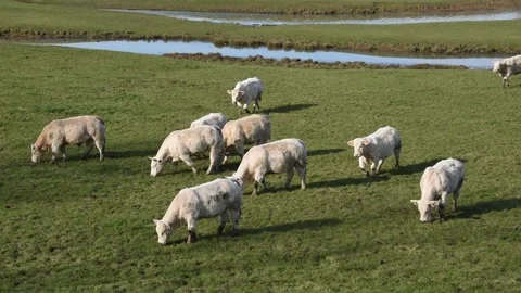 Charolais cows Stock Footage 149324028