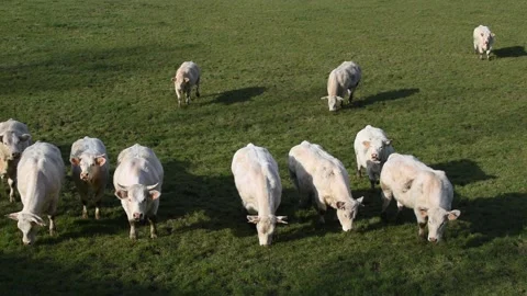 Charolais cows Stock Footage 149656706