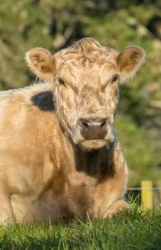Charolais Stock Photos
