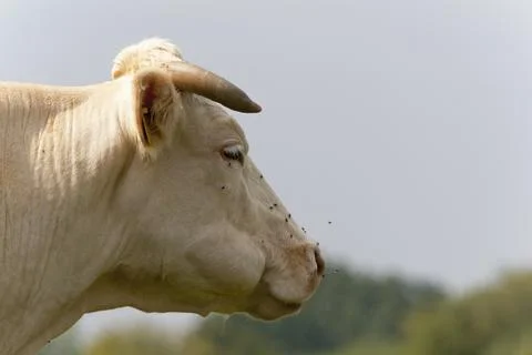 Charolais rind Stock Photos
