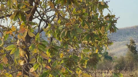 Charoli Tree with Developing Fruits on Branches Video stock 333375141