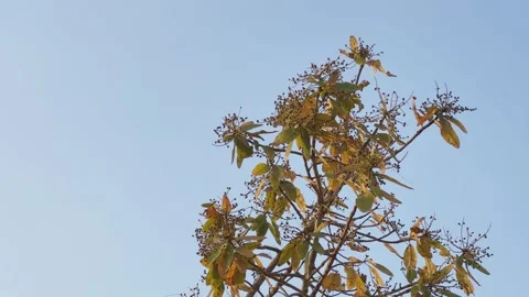 Charoli Tree Top with Developing Fruits Stock Footage 333375104