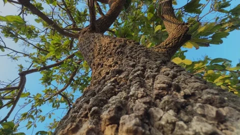 Charoli Tree Trunk Low Angle View Stock-Footage 333377344