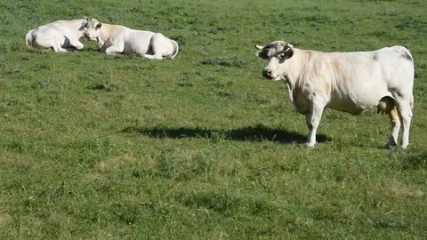 Charollais cows Stock Footage 130896197