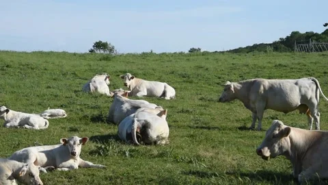 Charollais cows Video stock 131398540